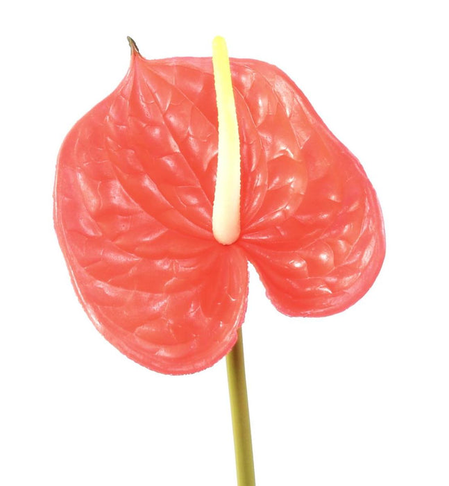 Fiore Artificiale Anthurium Rosso H.58Cm Decorazione