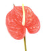 Fiore Artificiale Anthurium Rosso H.58Cm Decorazione
