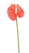 Fiore Artificiale Anthurium Rosso H.58Cm Decorazione