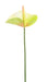 Fiore Artificiale Anthurium Verde 60Cm Decorazione