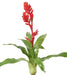 Fiore Artificiale Bromelia Rosso 55Cm Decorazione