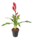 Fiore Artificiale Bromelia Rosso 55Cm Decorazione