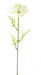 Fiore Artificiale Daucus Bianco 55Cm Per Decorazione