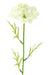 Fiore Artificiale Daucus Bianco 55Cm Per Decorazione