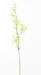 Fiore Artificiale Daucus Carota 120Cm Bianco Per Interni