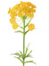 Fiore Artificiale Daucus Giallo H. 55Cm Decorazione Interni