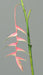 Fiore Artificiale Heliconia Pendula Rosa 116Cm