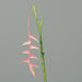 Fiore Artificiale Heliconia Pendula Rosa 116Cm