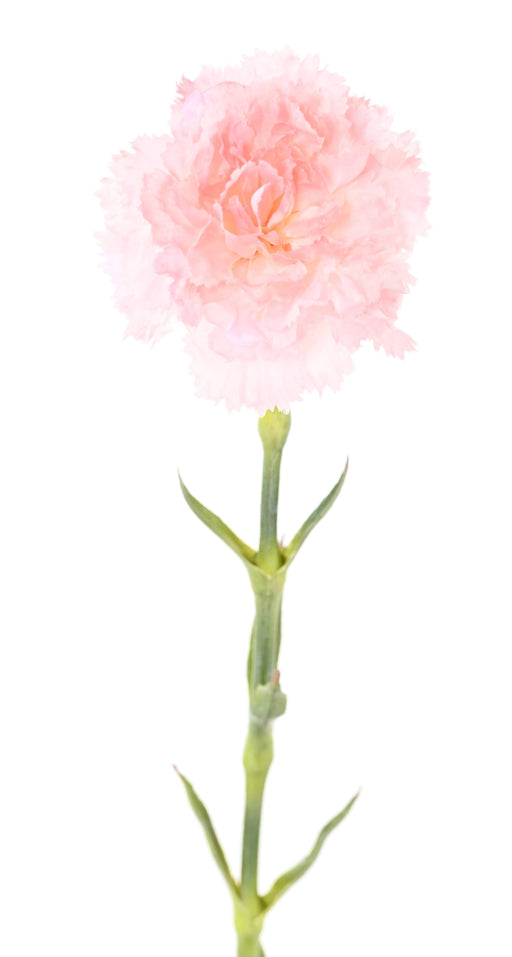 Fiore Artificiale Garofano Rosa H.55Cm Per Bouquet