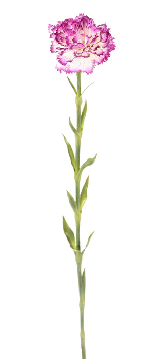 Fiore Artificiale Garofano Viola Bianco 55Cm