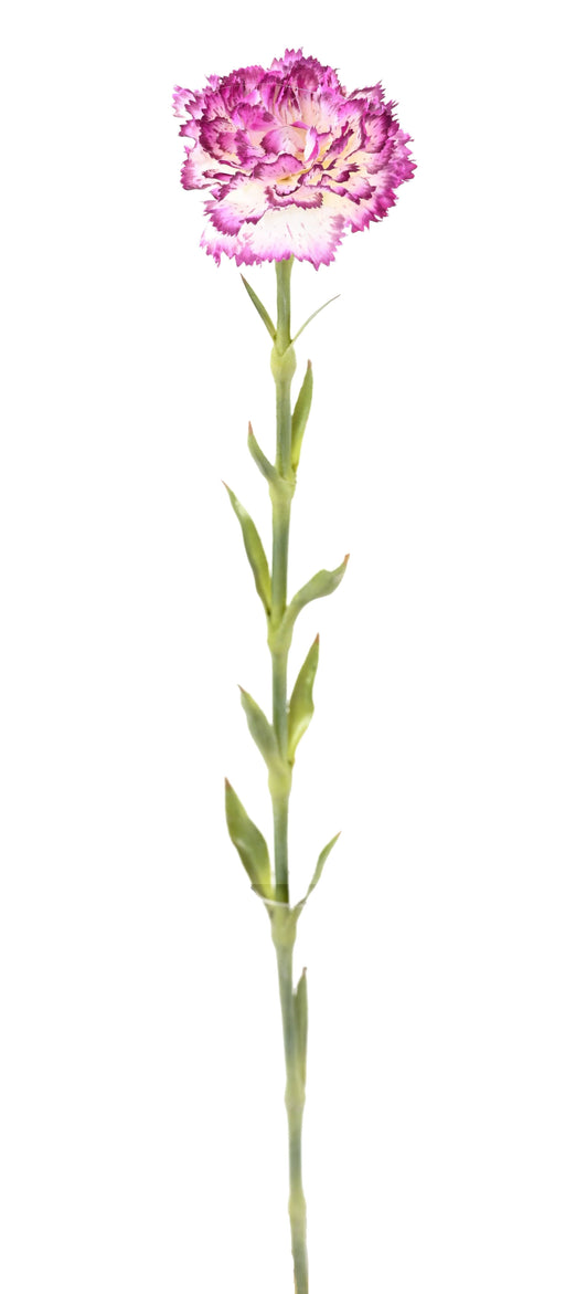 Fiore Artificiale Garofano Viola Bianco 55Cm