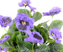 Fiore Viola Viola Artificiale Della Viola Del Pensiero Per La Decorazione Interna