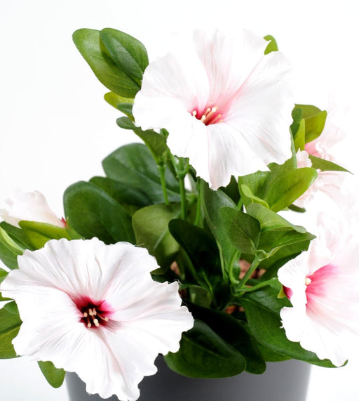 Fiore Artificiale Petunia 4 Fiori 25Cm Bianco Rosa