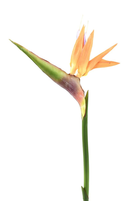 Fiore Strelitzia Artificiale Arancione 80Cm Decorazione