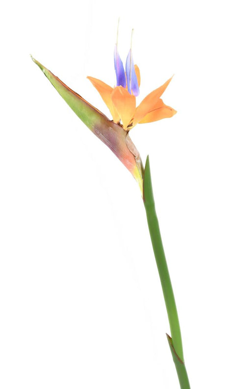 Fiore Strelitzia Artificiale Arancione 80Cm Decorazione