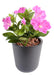 Pianta Artificiale Petunia Fucsia 25Cm Su Paletto