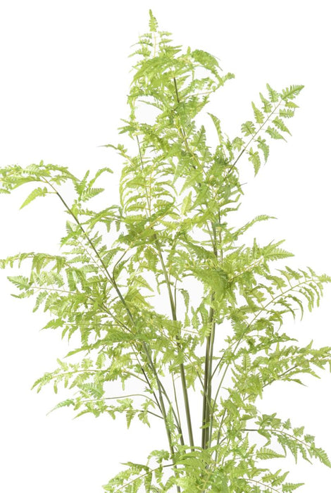 Felce Artificiale Con Base In Muschio H.170 Cm