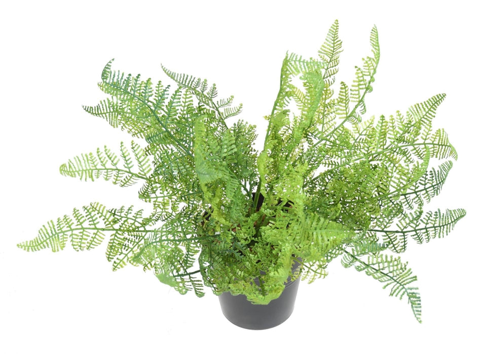 Felce Artificiale Daullia Bullata 35Cm Verde