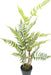 Felce Artificiale In Vaso 80 Cm Per Interni