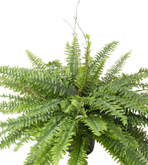 Felce Di Boston Artificiale In Vaso Da 80 Cm Decorazione Per Interni