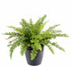 Felce Di Boston Artificiale In Vaso H.50Cm Verde
