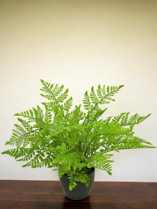 Felce Da Interno - Pianta Verde Artificiale