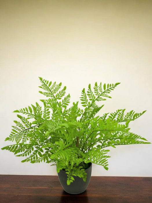 Felce Da Interno - Pianta Verde Artificiale