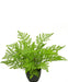 Felce Da Interno - Pianta Verde Artificiale
