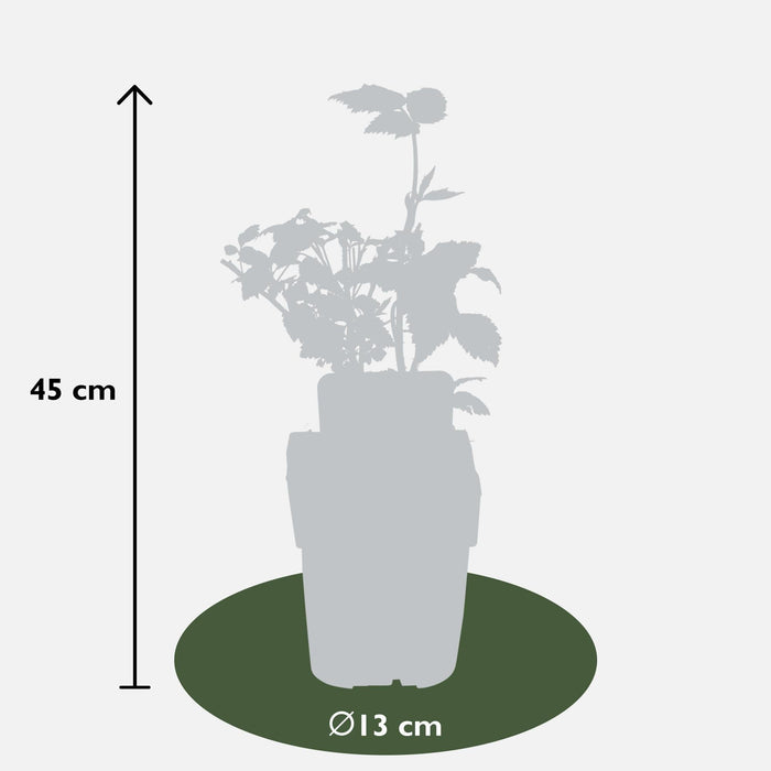 Albero Di Lampone - ↨45Cm - Ø13 - Arbusto Da Frutto