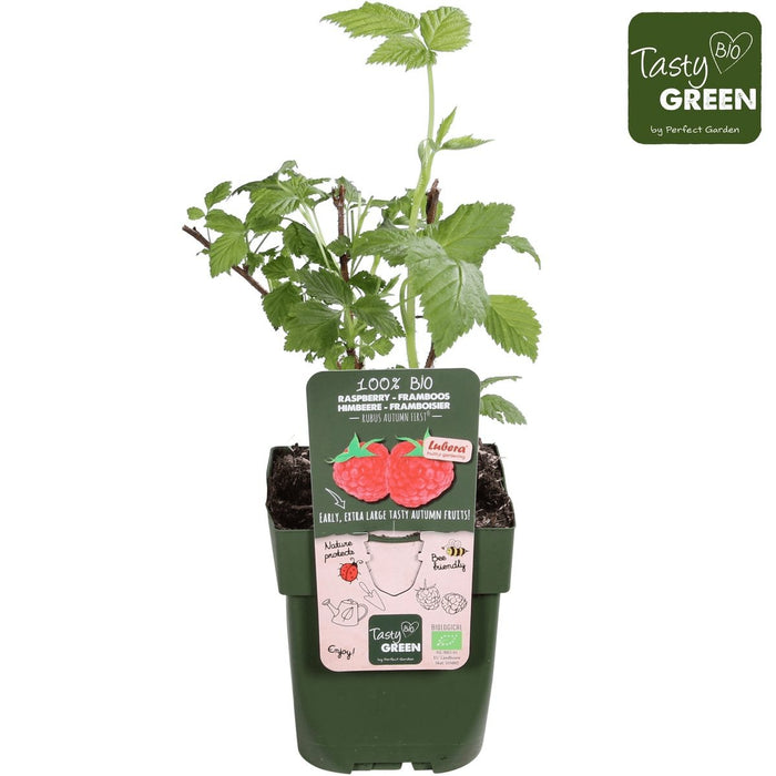 Albero Di Lampone - ↨45Cm - Ø13 - Arbusto Da Frutto