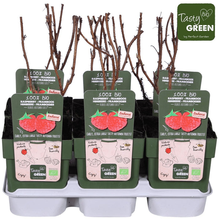 Albero Di Lampone - ↨45Cm - Ø13 - Arbusto Da Frutto