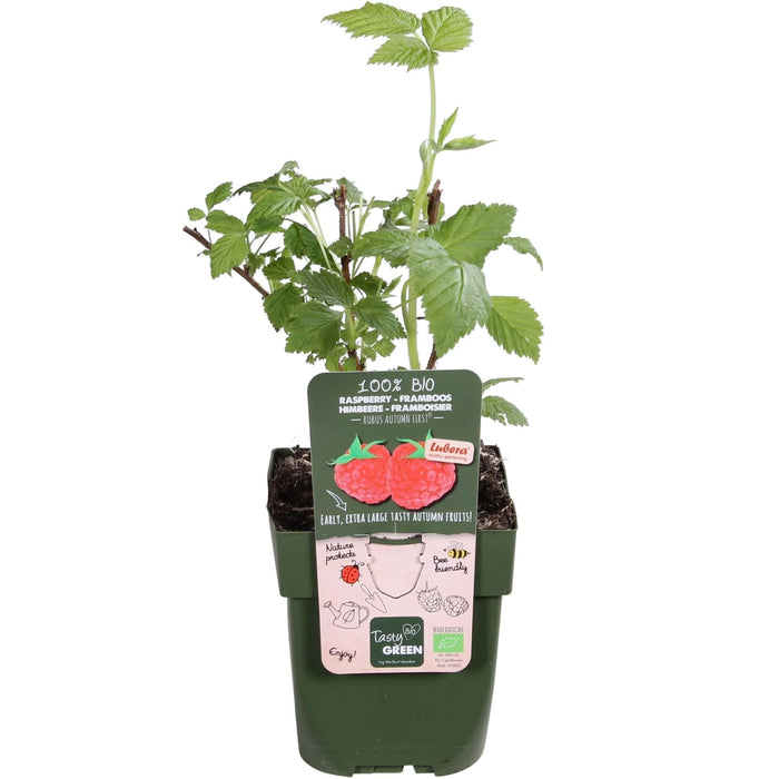 Albero Di Lampone - ↨45Cm - Ø13 - Arbusto Da Frutto