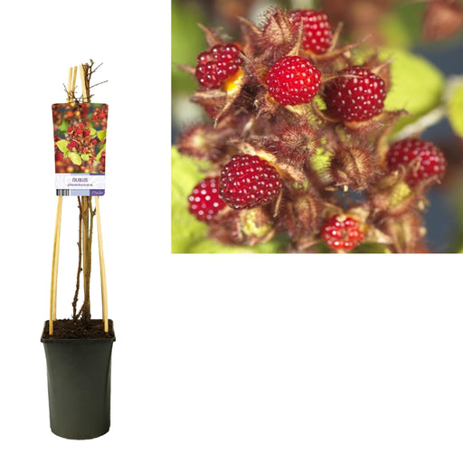 Lampone Giapponese Rubus D17Cm H75Cm