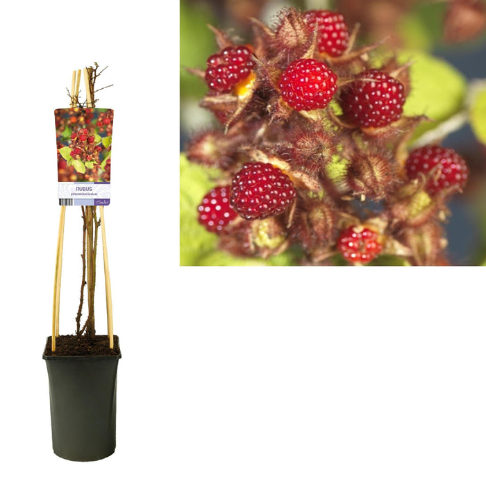 Lampone Giapponese Rubus D17Cm H75Cm