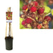 Lampone Giapponese Rubus D17Cm H75Cm