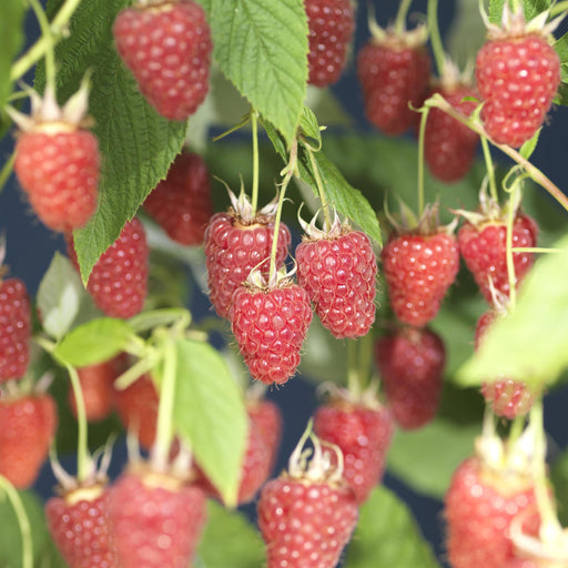 Albero Di Lamponi Glen Ample D17Cm H75Cm