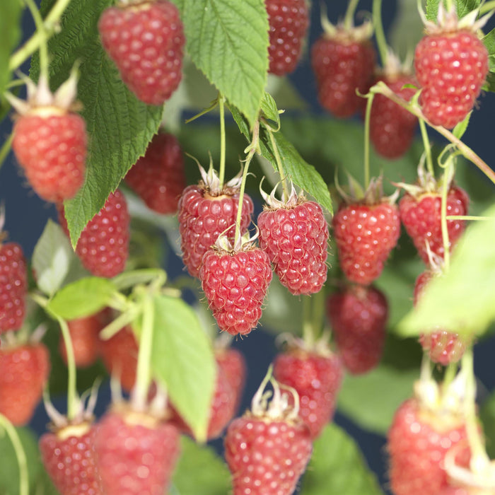 Albero Di Lamponi Glen Ample D17Cm H75Cm