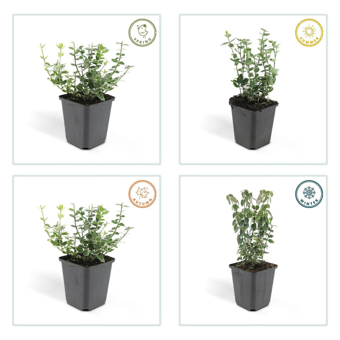 Gaité Smeraldo Carbone - 12X H20Cm P9Cm