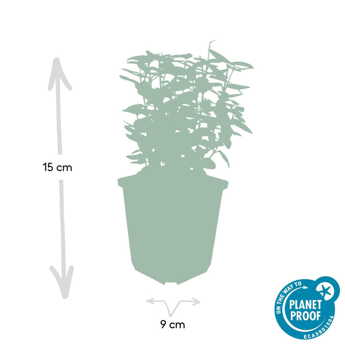 Carbone Giallo Smeraldo - 12X H20Cm P9Cm