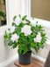 Gardenia Artificiale Bianca