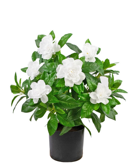 Gardenia Artificiale Bianca