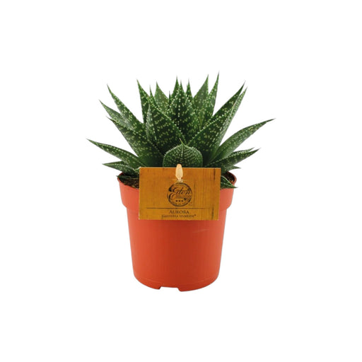 Gasteria Ibrida Aurora