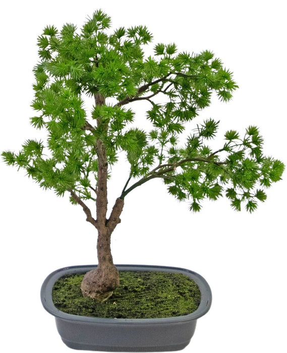 Ginepro - Bonsai Artificiale