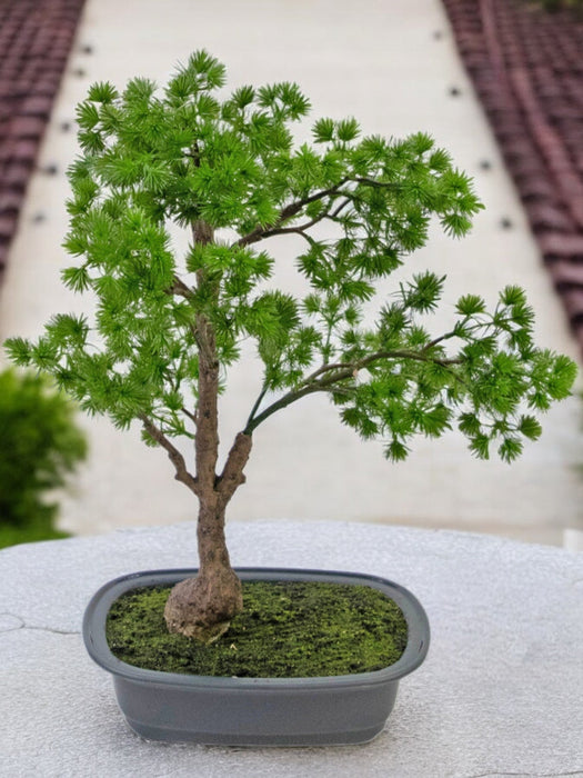 Ginepro - Bonsai Artificiale