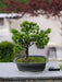 Ginepro - Bonsai Artificiale