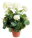 Geranio Artificiale Bianco 40Cm Con Paletto 5 Teste