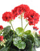 Geranio Rosso Artificiale 5 Teste Paletto Da 40Cm