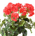 Geranio Rosso Artificiale 6 Teste Per La Decorazione
