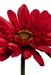 Gerbera Artificiale Rossa 64Cm Per Bouquet
