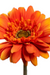 Gerbera Artificiale Arancione 64 Cm Per Bouquet